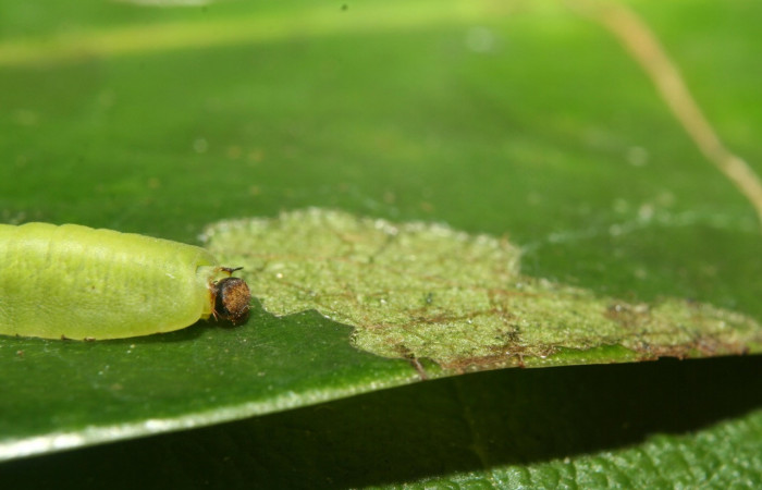 Figura 5. Larva de <i>Menander menander</i> (Riodinidae) penúltimo estadio, posición frontal. 12-SRNP-71264-DHJ495489.jpg.