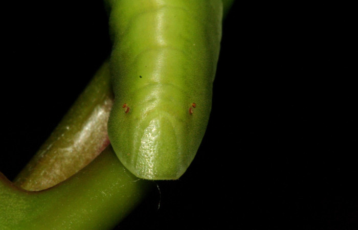 Figura 6. Larva de <i>Menander menander</i> (Riodinidae) penúltimo estadio, parte trasera . Voucher: 11-SRNP-3813-DHJ486928.jpg.