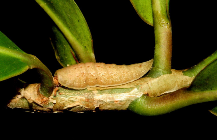 Figura 7. Larva de <i>Menander menander</i> (Riodinidae) último estadio, parte lateral entero . Voucher:11-SRNP-3238-DHJ493851.jpg