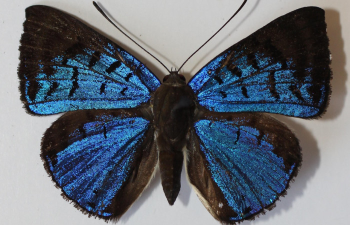 Figura 8. Adulto hembra de <i>Menander menander</i> (Riodinidae), vista dorsal. Voucher: 13-SRNP-3540-DHJ584590.