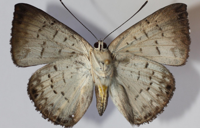 Figura 9. Adulto hembra de <i>Menander menander</i> (Riodinidae), vista ventral. Voucher: 13-SRNP-3540-DHJ584591