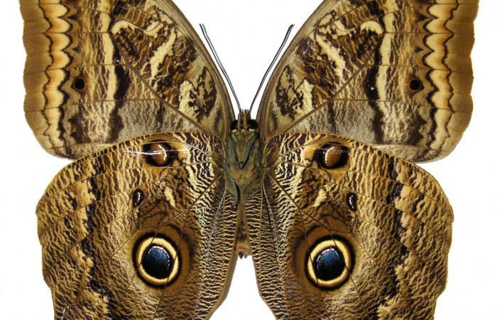  Adulto de [I]Caligo illioneus[/I] (Nymphalidae) hembra en posición ventral. Voucher 05-SRNP-2273-DHJ309499.jpg Sector San Cristóbal, Río Blanco Abajo.