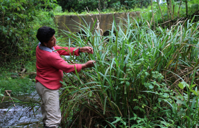 Planta hospedera <i>Scleria latifolia</i> (Cyperaceae), planta hospedera de <i>Caligo illioneus</i> (Nymphalidae). Parataxónoma Elda Araya. Sector San Cristóbal Puente Palma. Foto, Gloria Siezar, 30 Julio 2014.