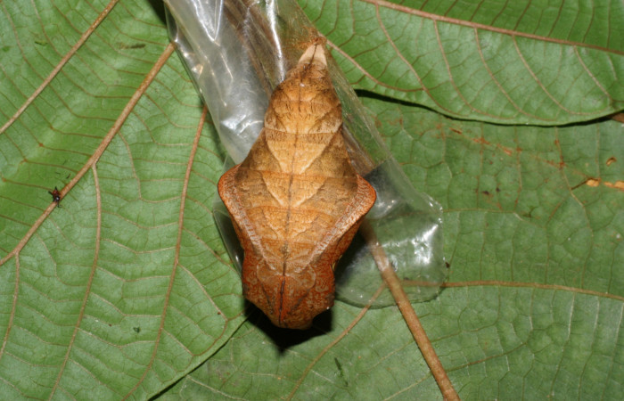  Pupa de [I]Caligo illioneus[/I] (Nymphalidae) en posición frontal. Voucher 05-SRNP-7802-DHJ415424.jpg Sector San Cristóbal, Río Blanco Abajo.