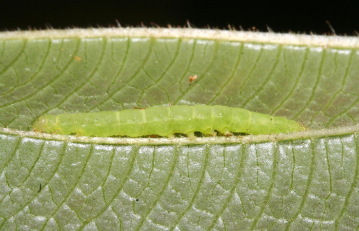 Fig. 5 Larva <i>Antiblemma strigatula</i>  en último estadio mostrando forma de propatas.  Voucher:  12-SRNP-43981-DHJ707284.jpg

