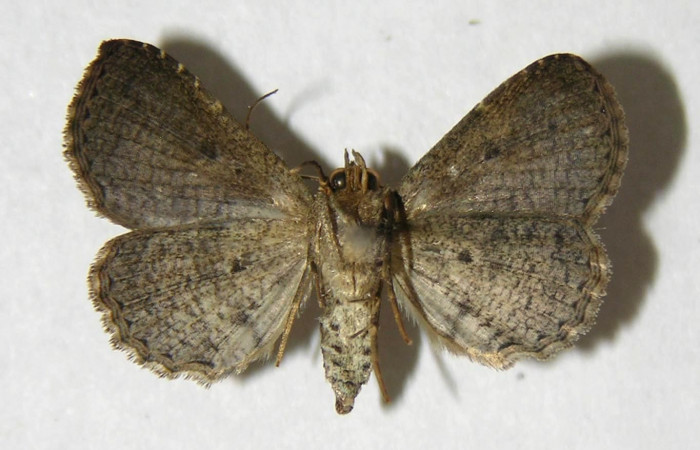 Fig.9  Adulto <i>Antiblemma strigatula</i>  ventral. Hembra. Voucher: 06-SRNP-34302-DHJ353957.jpg
