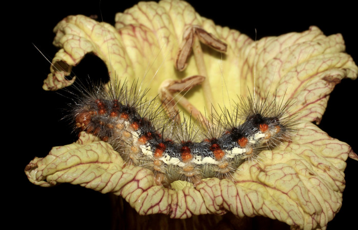 Fig. 11 Capullo de Braconidae salio de larva <i>Hypercompe albescens</i> (Erebidae), mide 34mm. Area Administratival. Sector Santa Rosa, 295 m.12-SRNP-13025-DHJ498638.