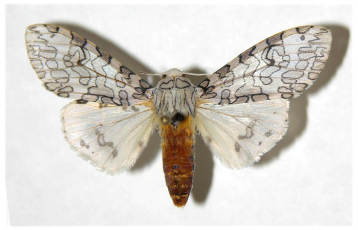 Fig. 1 Adulto vista dorsal hembra <i>Hypercompe albescens</i> (Erebidae), mide 45mm Sendero natural. Sector Santa Rosa, 290 m. 05-SRNP-4502-DHJ318838.

