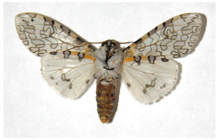 Fig. 2 Adulto vista ventral hembra <i>Hypercompe albescens</i> (Erebidae), mide 45mm Sendero natural. Sector Santa Rosa, 290 m. 05-SRNP-4502-DHJ318839.