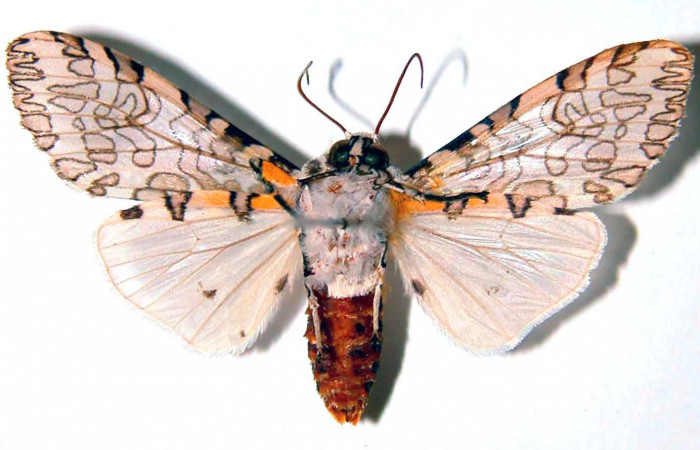 Fig. 3 Adulto vista dorsal <i>Hypercompe albescens</i> (Erebidae), mide 34mm Cafetal. Sector Santa Rosa, 290 m. 89-SRNP-447-DHJ93772