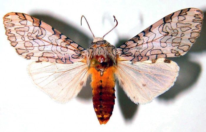 Fig. 4 Adulto vista dorsal <i>Hypercompe albescens</i> (Erebidae), mide 34mm Cafetal. Sector Santa Rosa, 290 m. 89-SRNP-447-DHJ93773.