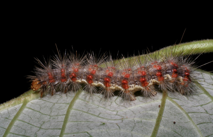 Fig. 6 Larva <i>Hypercompe albescens</i> (Erebidae), mide 27mm Quebrada Tibio Perla. Sector Mundo Nuevo, 330 m.05-SRNP-65204-DHJ409056.