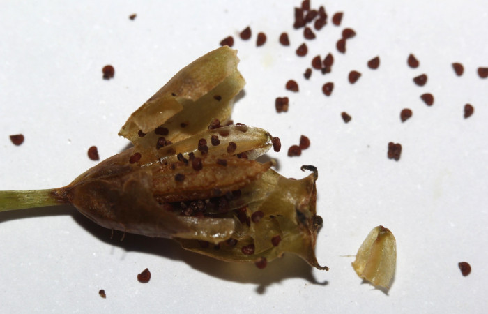 Fruto maduro de <i>Arthrostemma ciliatum</i>, Estación Pitilla (ACG)