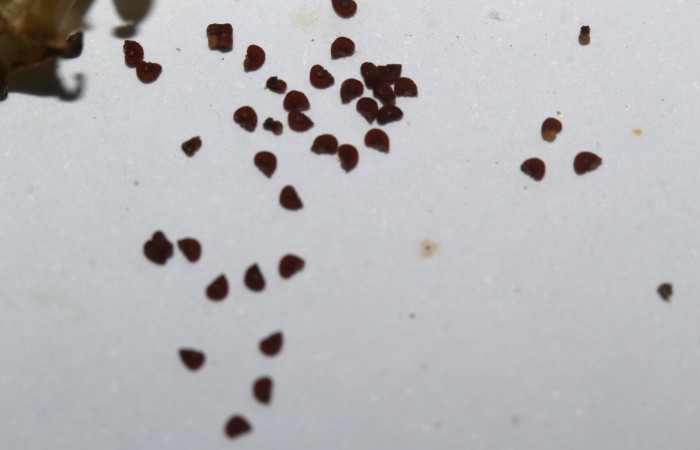 Semillas de <i>Arthrostemma ciliatum</i>, Estación Pitilla (ACG)