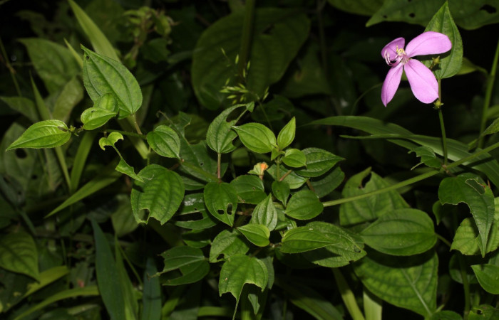 Hábitat de <i>Arthrostemma ciliatum</i>, Estación Pitilla (ACG)