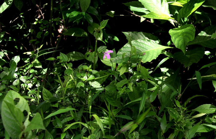 Hábitat de <i>Arthrostemma ciliatum</i>, Estación Pitilla (ACG)