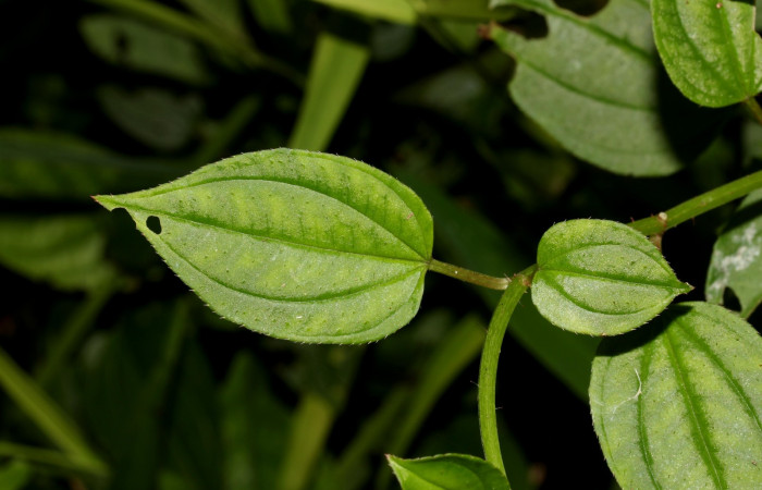 Hoja haz <i>Arthrostemma ciliatum</i>, Estación Pitilla (ACG)