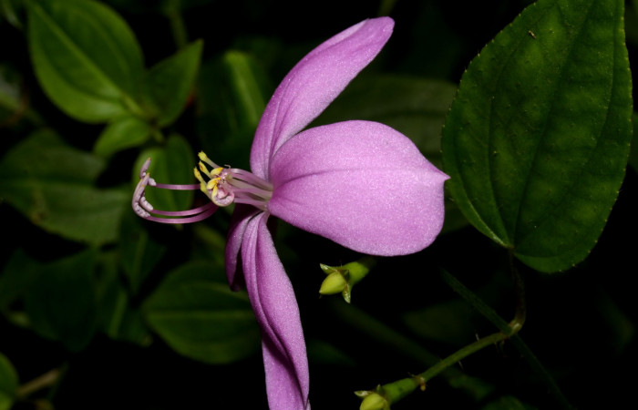 Forma  pétalo de <i>Arthrostemma ciliatum</i>, Estación Pitilla (ACG)