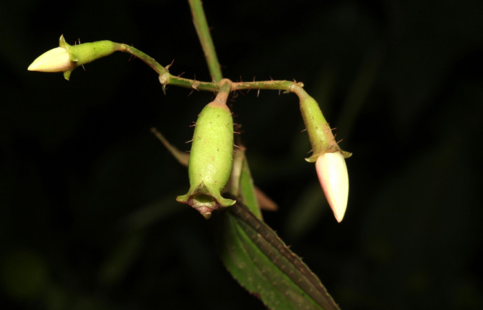 Posición botones y frutos de <i>Arthrostemma ciliatum</i>, Estación Pitilla (ACG)