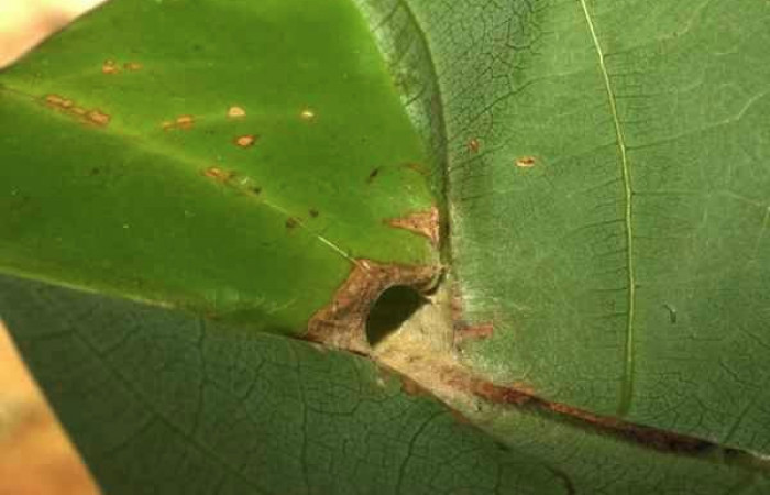  Casa de <i>Ridens</i> Burns01 11-SRNP-30139-DHJ481437.jpg su planta hospedera <i>Persea veraguansensis</i> Sendero Mismo Estacion Pitilla 680  larva en  prepupa familia (Hesperiidae)