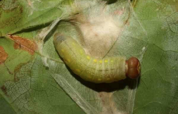  Larva en prepupa de <i>Ridens</i> Burns01 11-SRNP-30139-DHJ481443.jpg Sendero Mismo, Sector Pitilla 680