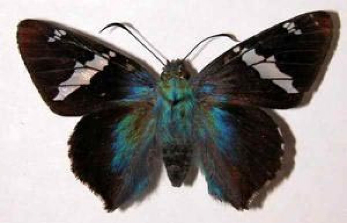  Adulto de <i>Ridens</i> Burns01 11-SRNP-1477-DHJ33832.jpg mide 46mm.