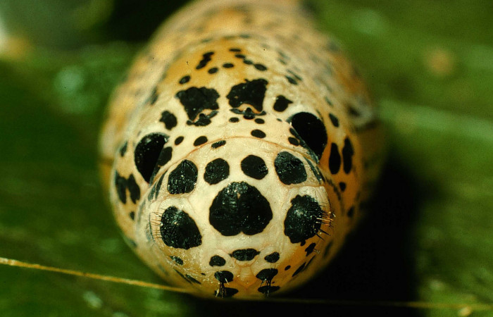   Pupa de <i>Narcosius samson</i> (Hesperiidae) (97-SRNP-7048-DHJ43680.jpg) en posicion frontal Sector San Cristóbal Sitio San Gerónimo.