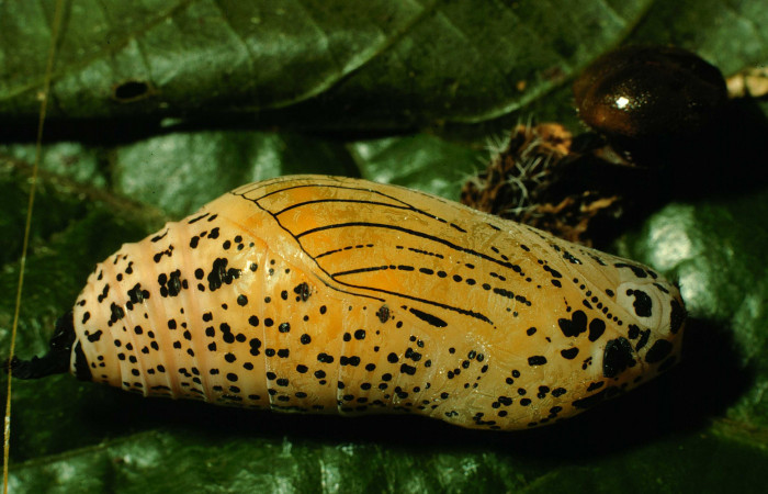   Pupa de <i>Narcosius samson</i> (Hesperiidae) (97-SRNP-7048-DHJ43687.jpg) en posicion lateral Sector San Cristóbal Sitio San Gerónimo.