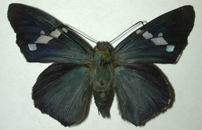   Adulto de <i>Narcosius samson</i> (Hesperiidae) (99-SRNP-5933-DHJ31872.jpg) en posición dorsal.