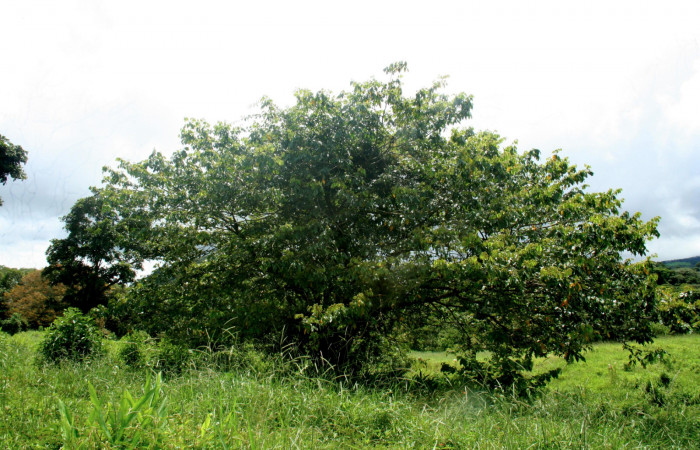   Planta hospedera de <i>Inga sapindoides</i> (Fabaceae) de <i>Narcosius samson</i> (Hesperiidae). Sector San Cristóbal, Finca San Gabriel 16 Octubre 2013.