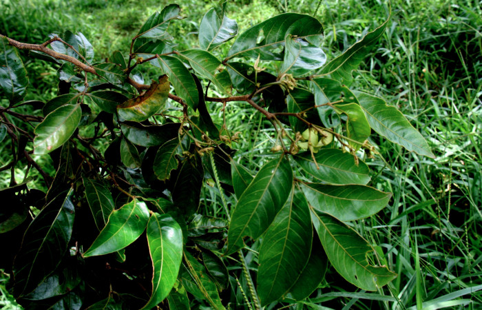   Planta hospedera de <i>Inga punctata</i> (Fabaceae) de <i>Narcasius samson</i> (Hesperiidae), Sector San Cristóbal, Finca San Gabriel 16 Octubre 2013.  