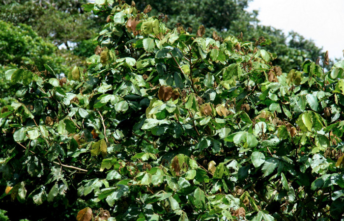   Planta hospedera de <i>Inga oerstediana</i> (Fabaceae) de <i>Narcosius samson</i> (Hesperiidae) Sector San Cristóbal, Finca San Gabriel 16 Octubre 2013.  