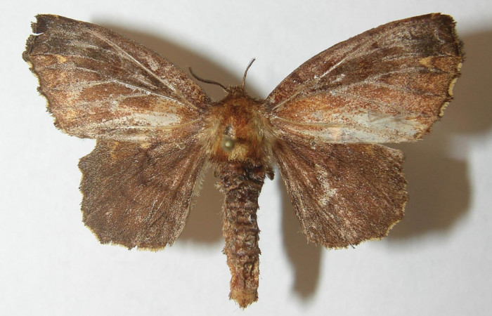 Figura 9. Adulto de <i>Zanola fieldi</i> (Apatelodidae), hembra vista dorsal, localidad Meteorológico, Sector Del Oro ACG (590m). Voucher: 10-SRNP-22160-DHJ538604.jpg.