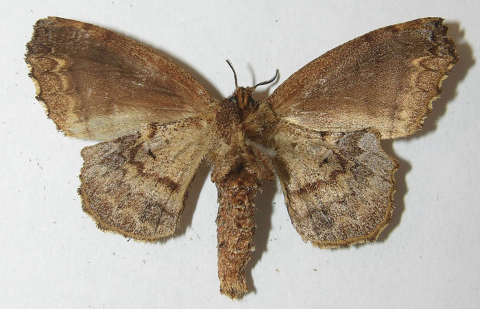 Figura 10. Adulto de <i>Zanola fieldi</i> (Apatelodidae), hembra vista ventral, localidad Meteorológico, Sector Del Oro ACG (590m). Voucher: 10-SRNP-22160-DHJ538605.jpg.