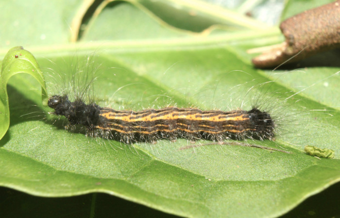 Figura 2. Larva <i>Zanola fieldi</i> (Apatelodidae), tercer estadío (PPU) vista lateral, localidad Sendero Manguera, Estación Biológica Quica, Sector Pitilla ACG (470m). Voucher: 17-SRNP-70220-DHJ733574.jpg.