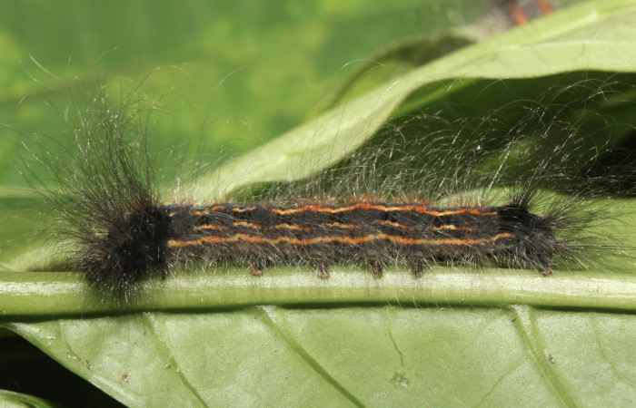 Figura 4. Larva <i>Zanola fieldi</i> (Apatelodidae), penúltimo estadío (PU) vista lateral, localidad Sendero Manguera, Estación Biológica  Quica, Sector Pitilla ACG (470m). Voucher: 17-SRNP-70220-DHJ733606.jpg.