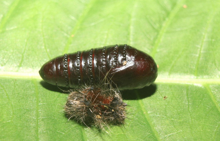 Figura 7. Pupa de <i>Zanola fieldi</i> (Apatelodidae), vista dorsal, localidad Sendero Manguera, Estación Biológica Quica, Sector Pitilla ACG (470m). Voucher: 17-SRNP-70220-DHJ733723.jpg.