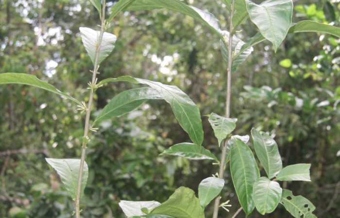 Figura 15. Planta hospedera de <i>Zanola fieldi</i> (Apatelodidae), esta planta se llama <i>Cestrum schlechtendalii</i> (Solanaceae), localidad Medrano, Estación Biológica Quica Sector Pitilla ACG (380m), foto; Ricardo Calero 23 Marzo 2017.