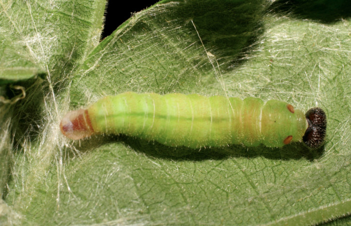 Figura 5. Larva <i>Xenophanes tryxus</i> (Hesperiidae) en estado de prepupa vista dorsal, localidad Laureles, Sector Rincón Rain Forest ACG (95m). Voucher: 07-SRNP-42042-DHJ427755.jpg.