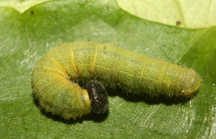 Figura 4. Larva <i>Xenophanes tryxus</i> (Hesperiidae), último estadío (U) vista dorsal, localidad Medrano, Estación Biológica Quica Sector Pitilla ACG (380m). Voucher: 13-SRNP-71331-DHJ702886.jpg.