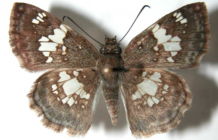 Figura 8. Adulto de <i>Xenophanes tryxus</i> (Hesperiidae), macho vista dorsal, localidad Cafetal, Sector Santa Rosa ACG (280m). Voucher: 92-SRNP-4663-DHJ38014.jpg.