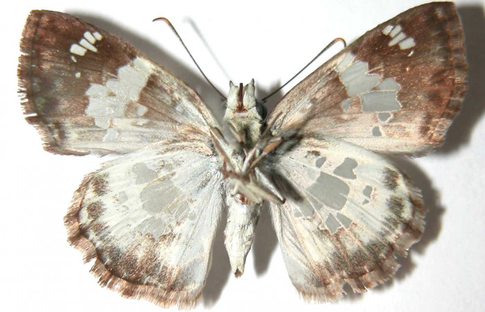 Figura 9. Adulto de <i>Xenophanes tryxus</i> (Hesperiidae), macho vista ventral, localidad Cafetal, Sector Santa Rosa ACG (280m). Voucher: 92-SRNP-4663-DHJ38015.jpg.