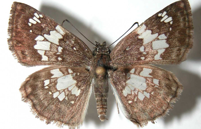 Figura 10. Adulto de <i>Xenophanes tryxus</i> (Hesperiidae), hembra vista dorsal, localidad Sendero Natural, Sector Santa Rosa ACG (290m). Voucher: 93-SRNP-5818-DHJ38016.jpg.