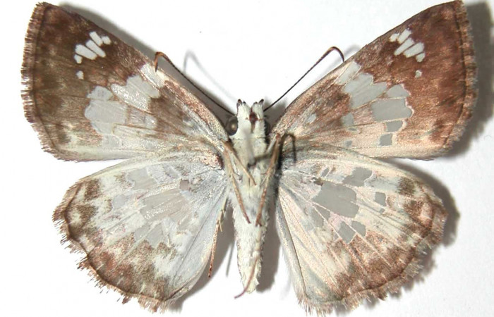 Figura 11. Adulto de <i>Xenophanes tryxus</i> (Hesperiidae), hembra ventral, localidad Sendero Natural, Sector Santa Rosa ACG (290m). Voucher: 93-SRNP-5818-DHJ38017.jpg.