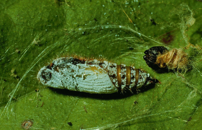 Figura 6. Pupa de <i>Xenophanes tryxus</i> (Hesperiidae), vista lateral, localidad Bejuco, Sector Horizontes ACG (180m). Voucher: 93-SRNP-7275-DHJ26620.jpg.