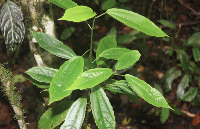 Figura 14. Planta hospedera de <i>Xenophanes tryxus</i> (Hesperiidae), esta planta se llama <i>Malvaviscus palmanus</i> (Malvaceae), localidad Medrano, Estación Biológica Quica Sector Pitilla ACG (380m), foto; Ricardo Calero 29 junio 2016.