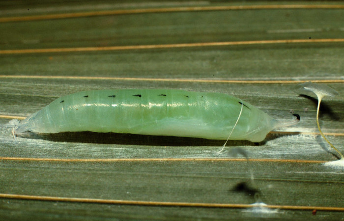Figura 7. Pupa de <i>Dubiella belpa</i> (Hesperiidae), vista dorsal, localidad Vado Rio Francia Sector Rincón Rain Forest ACG (400m). Voucher: 02-SRNP-6493-DHJ65053.jpg.