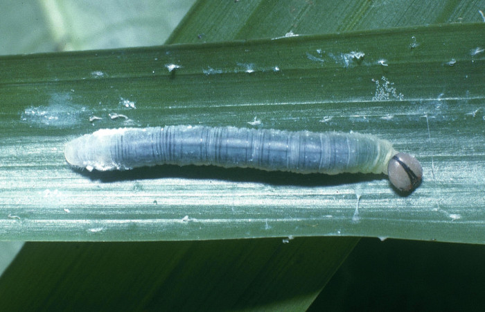 Figura 5. Larva <i>Dubiella belpa</i> (Hesperiidae), penúltimo estadío (PU) vista dorsal, localidad Ingas Sector Pitilla ACG (580m). Voucher: 04-SRNP-30006-DHJ82182.jpg.