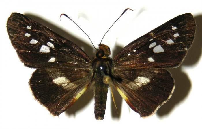 Figura 8. Adulto de <i>Dubiella belpa</i> (Hesperiidae), macho vista dorsal, localidad Sendero Juntas Sector Rincón Rain Forest ACG (400m). Voucher: 04-SRNP-41242-DHJ304428.jpg.