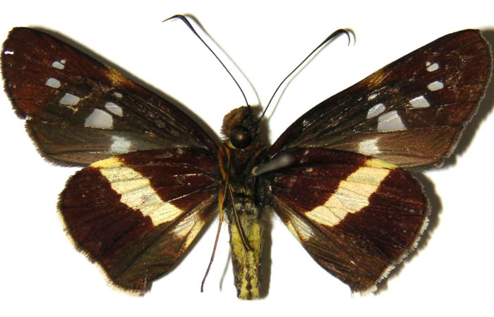 Figura 9. Adulto de <i>Dubiella belpa</i> (Hesperiidae), macho vista ventral, localidad Sendero Juntas Sector Rincón Rain Forest ACG (400m). Voucher: 04-SRNP-41242-DHJ304429.jpg.